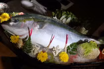 Đại gia Việt phát sốt với "cá năm mới" đắt đỏ của Nhật