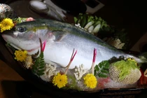 Đại gia Việt phát sốt với "cá năm mới" đắt đỏ của Nhật