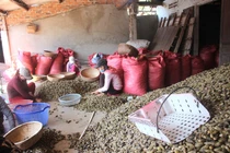 Ào ạt mua cau non bán đi Trung Quốc, giá cao chưa từng có