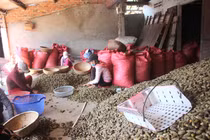 Ào ạt mua cau non bán đi Trung Quốc, giá cao chưa từng có