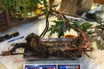 Tiết trúc nhân sâm nặng 1kg: Hàng hiếm 100 tuổi, giá trăm triệu
