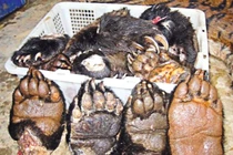 Thực khách choáng nặng món thịt hổ trong thực đơn nhà hàng