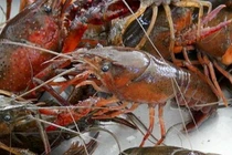 Tôm hùm đất nguy hại thế nào mà phải cấm buôn bán?