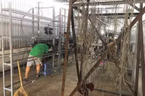 Trâu cày tiền ảo Trung Quốc đồng loạt "thất nghiệp"