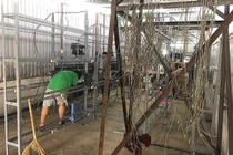 Trâu cày tiền ảo Trung Quốc đồng loạt "thất nghiệp"