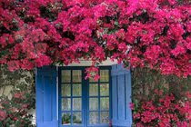 Giàn hoa giấy nhà bạn sẽ đẹp mê hồn nếu làm theo cách này