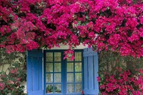 Giàn hoa giấy nhà bạn sẽ đẹp mê hồn nếu làm theo cách này