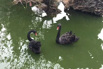 Đại gia Hà Nội mua thiên nga đen Bỉ thả non bộ ngắm chơi