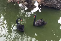 Đại gia Hà Nội mua thiên nga đen Bỉ thả non bộ ngắm chơi