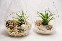 8 loại cây hút ẩm, diệt nấm mốc nên trồng trong nhà mùa mưa