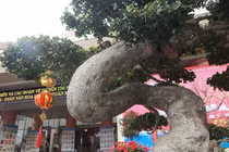 Siêu phẩm duối cổ “Thiên Long vũ hội”, trả 14 tỷ không bán