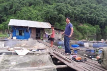 Nuôi cá chiên giá bạc triệu/con, dân vùng lòng hồ Hòa Bình phát tài