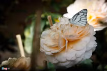 Hoa hồng Sa Đéc cháy hàng trước Tết