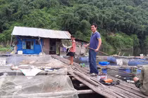 Nuôi cá chiên giá bạc triệu/con, dân vùng lòng hồ Hòa Bình phát tài