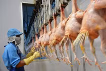 Ngày 9/9, lô gà đầu tiên của Việt Nam vượt biển sang Nhật