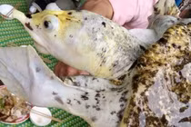 Rao bán ba ba lạ màu trắng giá 50 triệu đồng