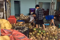 Kinh hoàng tẩy trắng dừa bằng hoá chất lạ rồi bán cho... resort