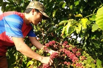 Vụ ly hôn của ông Đặng Lê Nguyên Vũ: Lại lo giá cà phê giảm