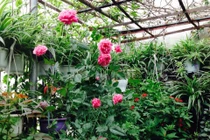 Vườn treo 10m2 tràn ngập hoa trên sân thượng tầng 4