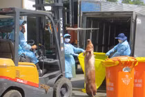 Sốc: Phát hiện lò heo nhiễm thuốc an thần mới ở TP HCM