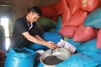 Khách hàng ngoại “chơi xỏ” khi mua bán hồ tiêu