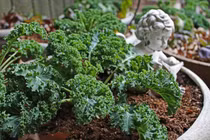 Cách trồng cải xoăn Kale - nữ hoàng rau xanh - siêu chuẩn