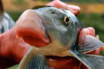 Đại gia mê nhậu, cá quý trăm triệu ùn ùn về Hà Nội