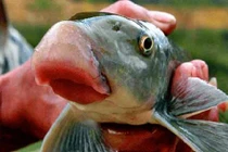 Đại gia mê nhậu, cá quý trăm triệu ùn ùn về Hà Nội