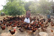 Nuôi gà leo cây, thu lãi hàng trăm triệu