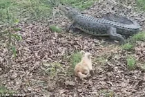 Chú chó nhỏ đuổi cá sấu 3,3 mét chạy bán sống bán chết