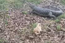 Chú chó nhỏ đuổi cá sấu 3,3 mét chạy bán sống bán chết