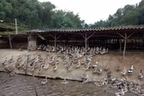 Đút túi hàng chục triệu mỗi tháng nhờ vịt cổ xanh