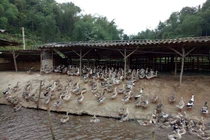 Đút túi hàng chục triệu mỗi tháng nhờ vịt cổ xanh