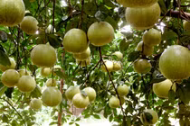 Cả làng “treo quả vàng” lúc lỉu, ai thấy cũng phát hờn