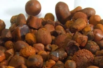 Sỏi mật trâu bò đắt như vàng ròng: 300 triệu/kg cũng khó mua