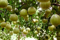 Cả làng “treo quả vàng” lúc lỉu, ai thấy cũng phát hờn