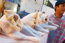 Sự thật sốc về "gà mái đẻ" 40-50.000đ/kg: Thường dùng cho chó, mèo