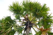 Loài cây 20 năm mới “chửa, đẻ”, muốn lấy nước phải trèo 2 lần