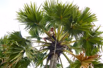 Loài cây 20 năm mới “chửa, đẻ”, muốn lấy nước phải trèo 2 lần