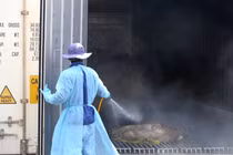 Tiếp cận lò tiêu hủy hàng ngàn con heo bị tiêm thuốc an thần