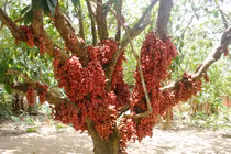 Không thể tin "dị cây" hàng chục gốc quả mọc từ thân đỏ rực