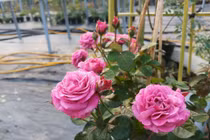 Bỏ 100 triệu mua 40 gốc hồng tặng vợ