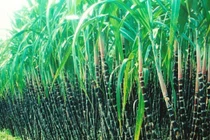 Túi tiền ông Đặng Văn Thành "bốc hơi" tiền tỷ vì mía đường lao đao