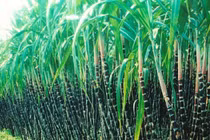 Túi tiền ông Đặng Văn Thành "bốc hơi" tiền tỷ vì mía đường lao đao