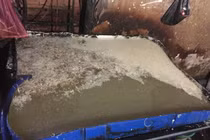 Kinh hoàng phát hiện cảnh dùng hóa chất tẩy trắng 115kg hoa chuối