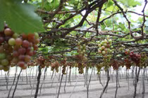 Chiêu độn đá vào nho kiếm lời cực độc của thương lái