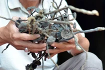 Thương lái TQ định giở “trò” gì khi thu mua nấm độc?