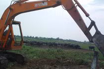 Dùng đất 600 tỷ để nuôi 60 con trâu