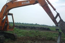 Dùng đất 600 tỷ để nuôi 60 con trâu