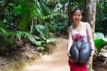 Đỏ mặt với hình thù "tế nhị" của dừa khổng lồ, giá 170.000 đồng/quả